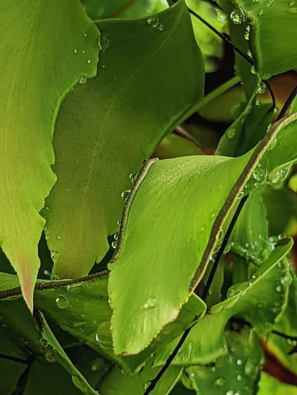 Adiantum macrophyllum fruit