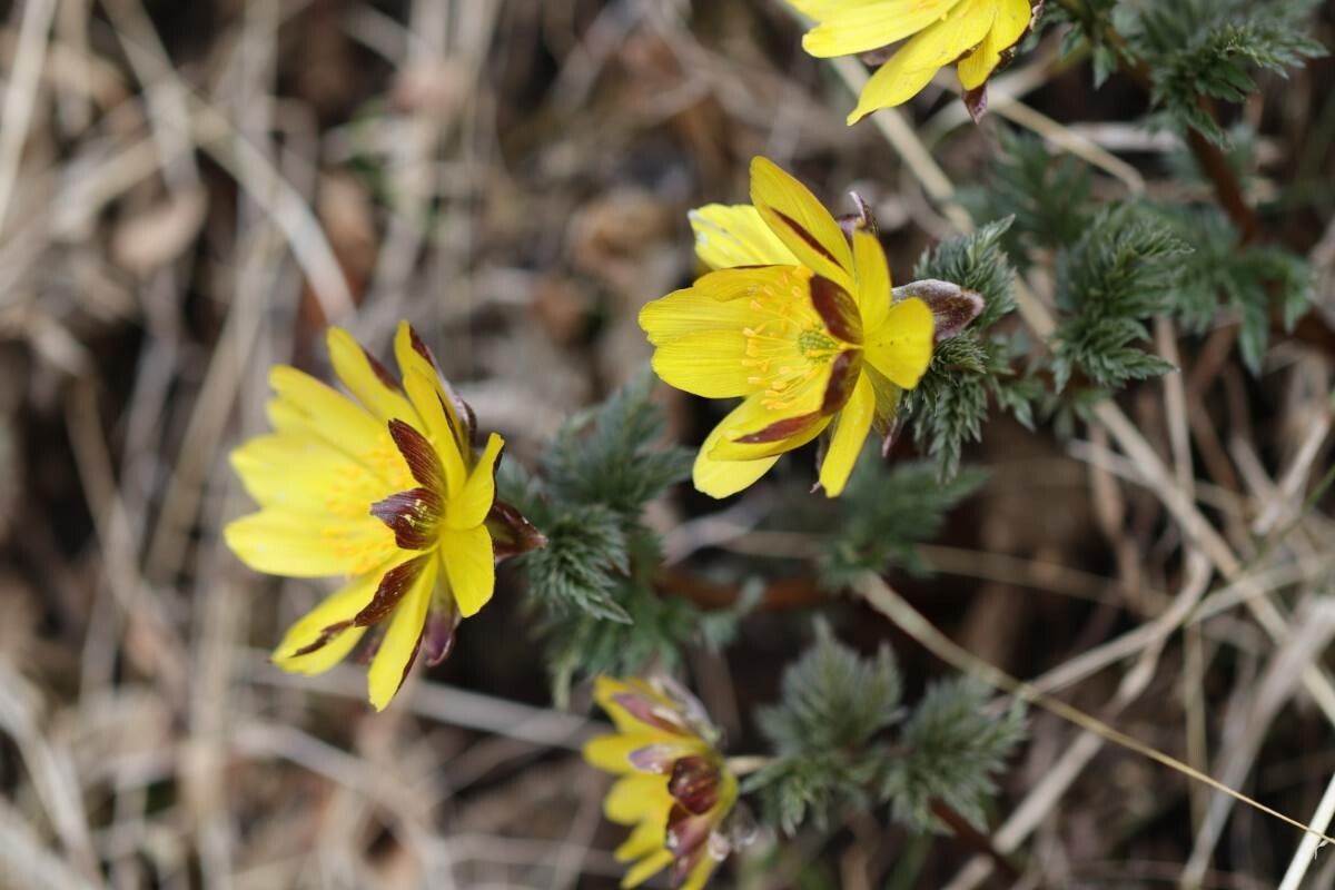 Adonis ramosa flower