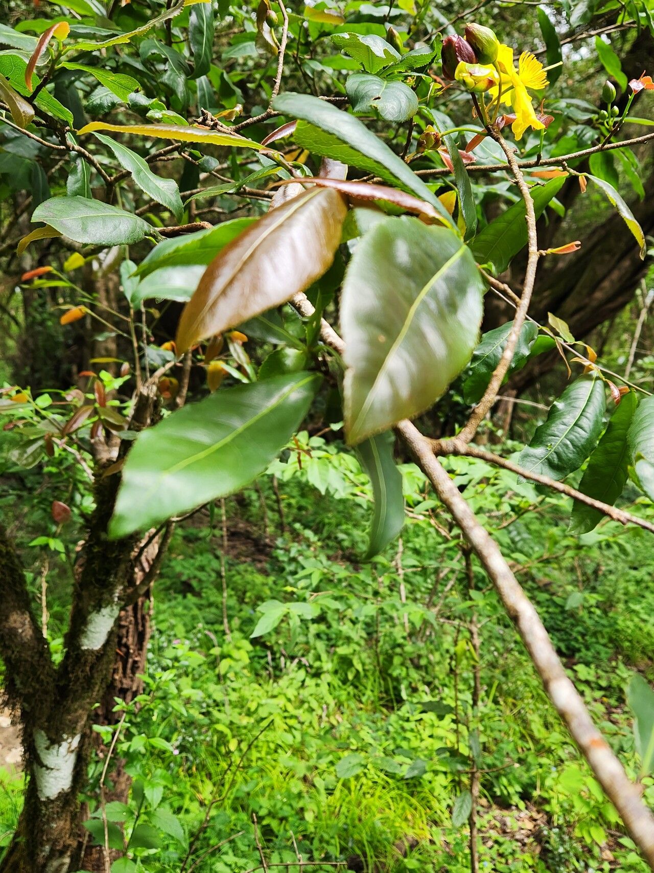 Ochna insculpta leaf