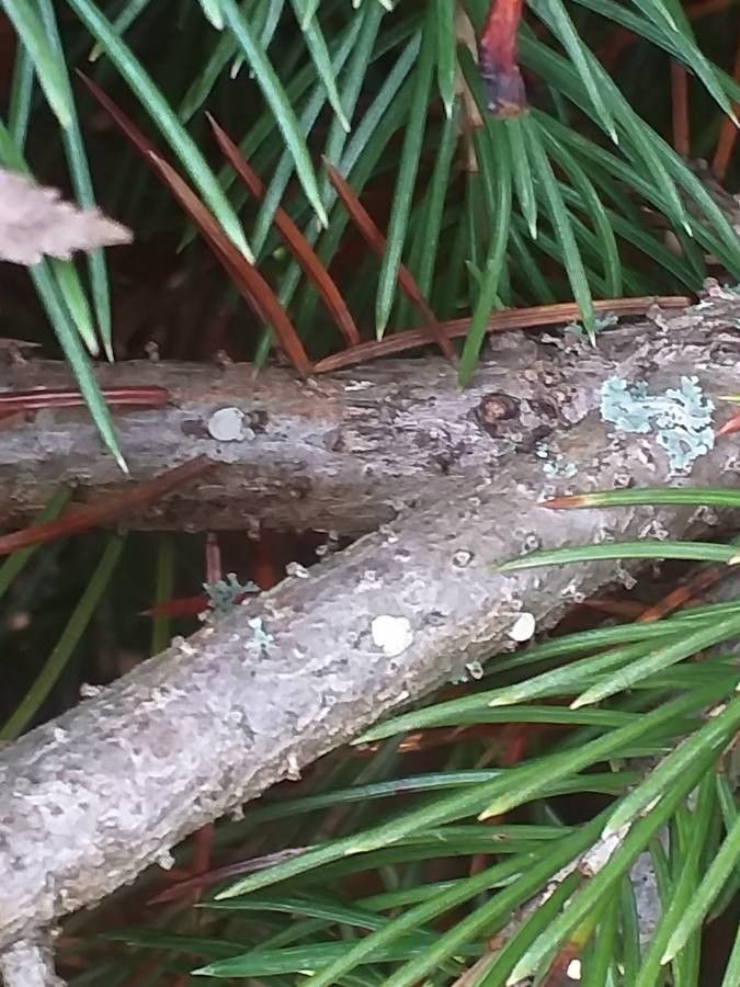 Picea schrenkiana bark
