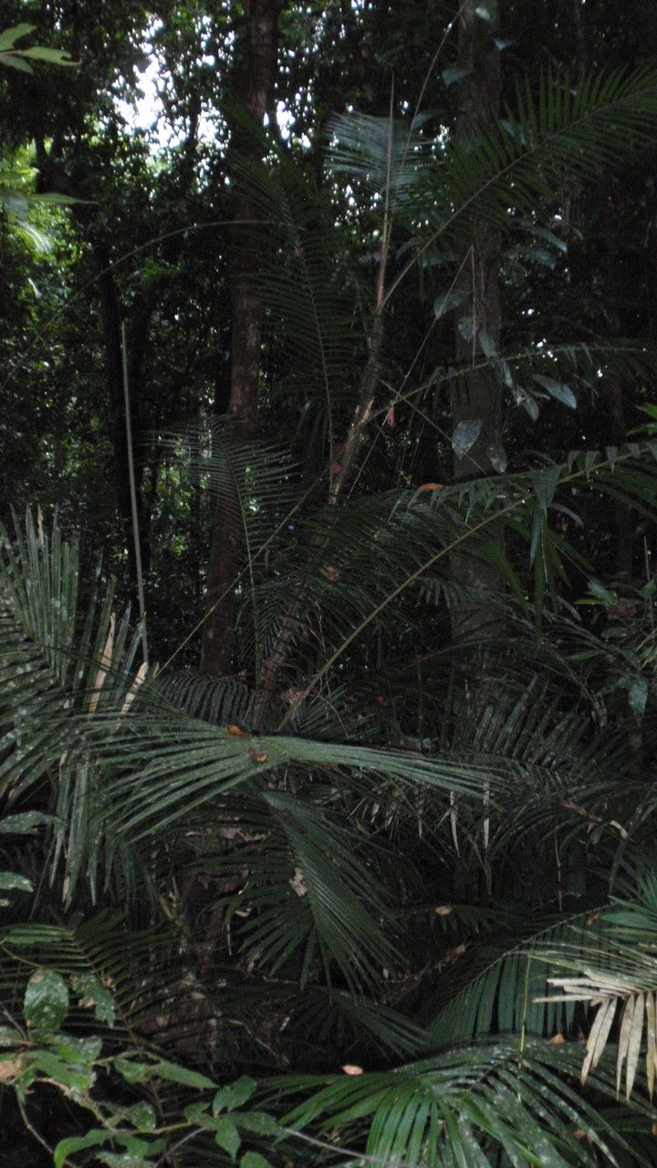 Calamus australis — related species from the same genus