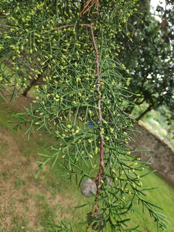 Cupressus lusitanica flower