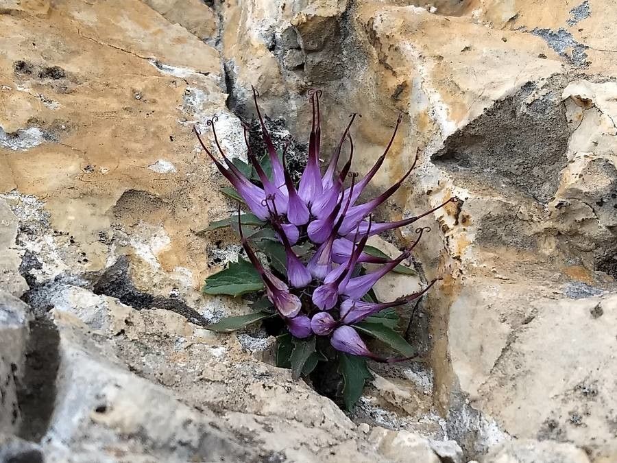 Physoplexis comosa habit