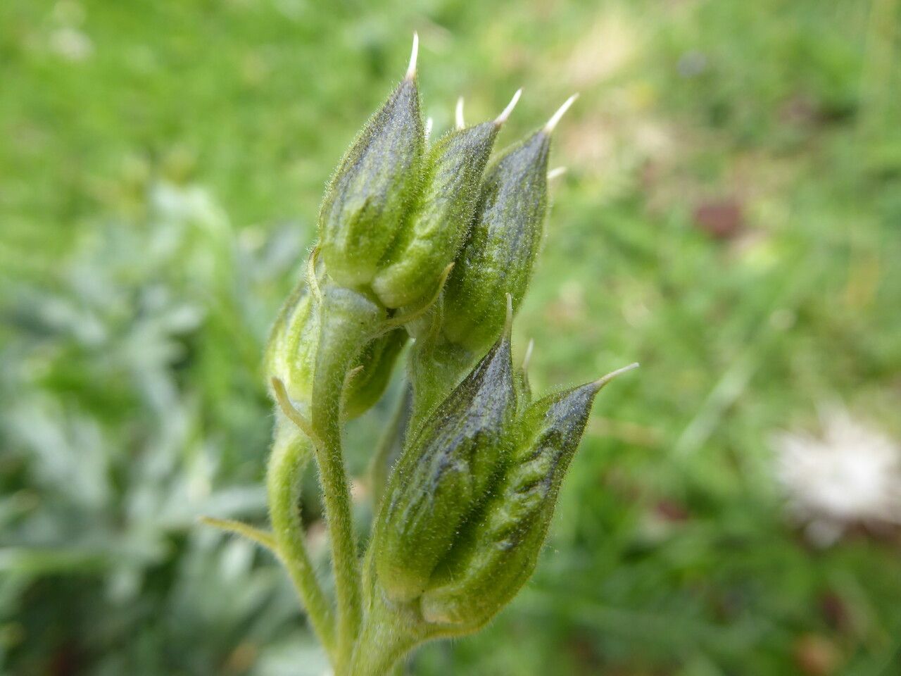 Delphinium montanum fruit
