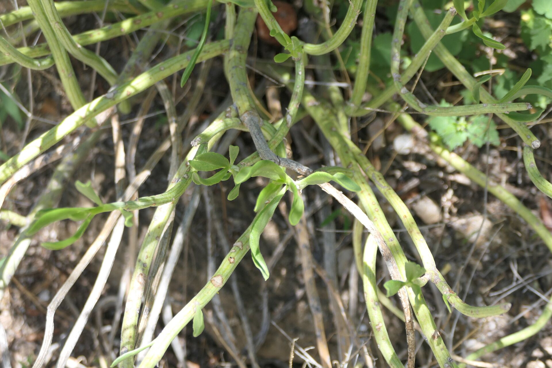 Kleinia longiflora — search result for 'Kleinia'