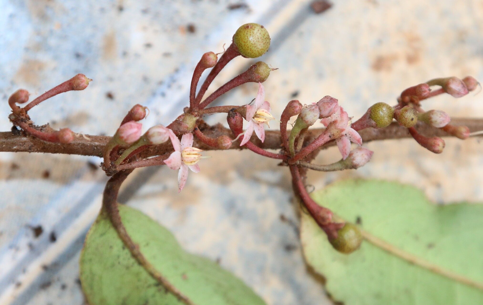 Ardisia staudtii flower