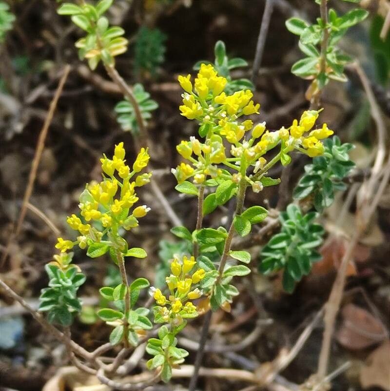 Alyssum bertolonii flower