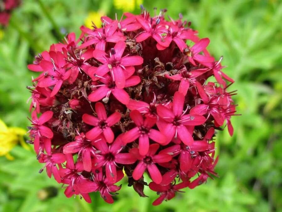 Viscaria asterias — related species from the same genus