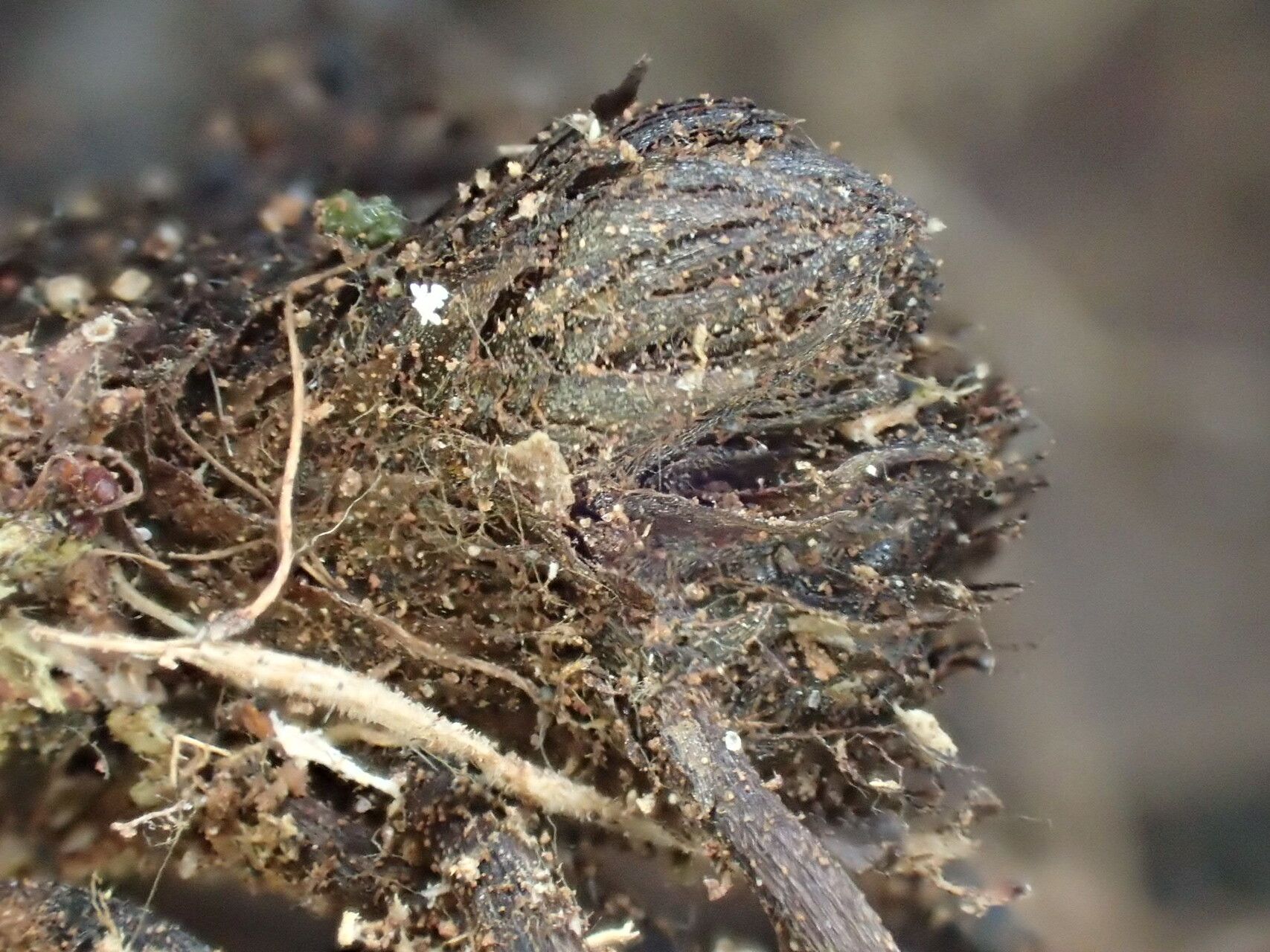 Bolbitis boivinii other