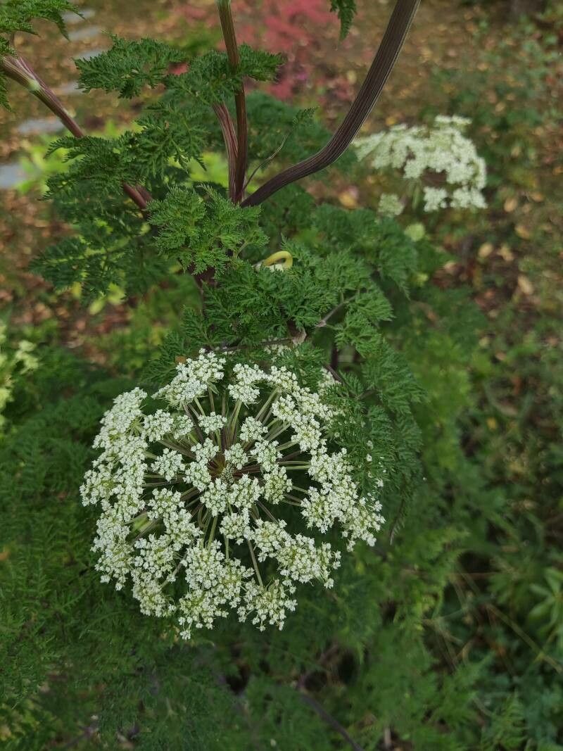 Selinum wallichianum flower