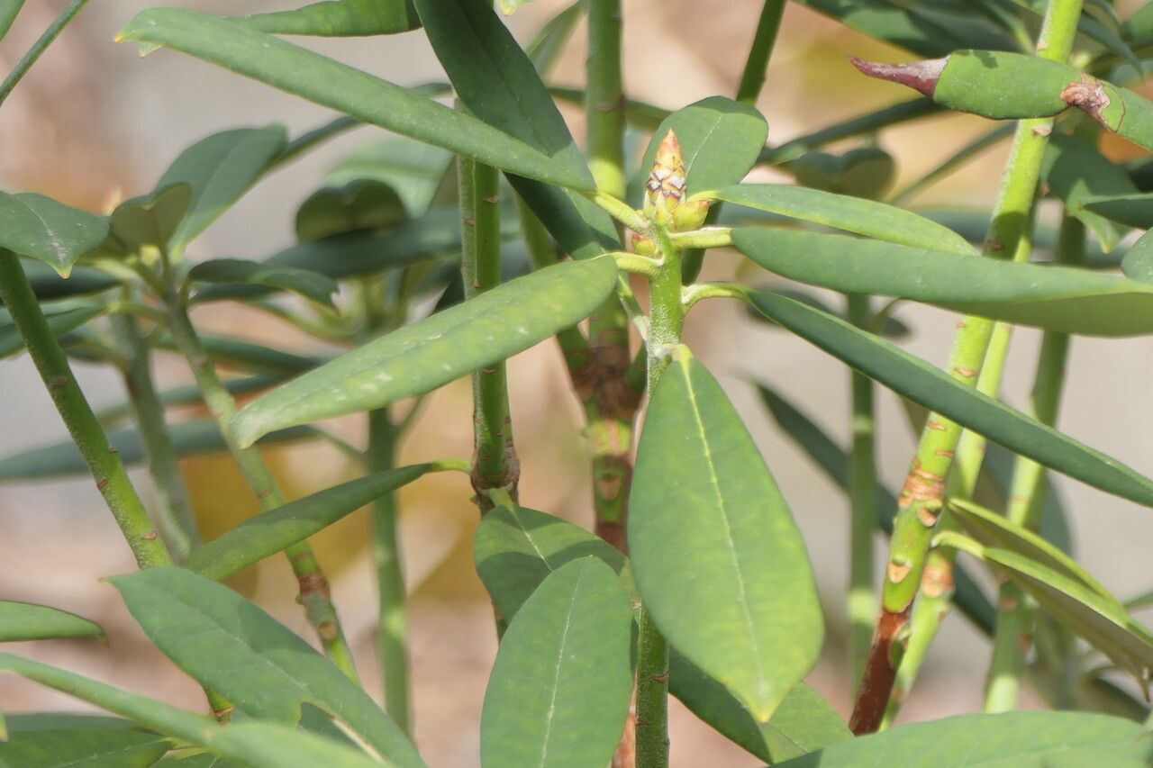 Rhododendron pingianum leaf
