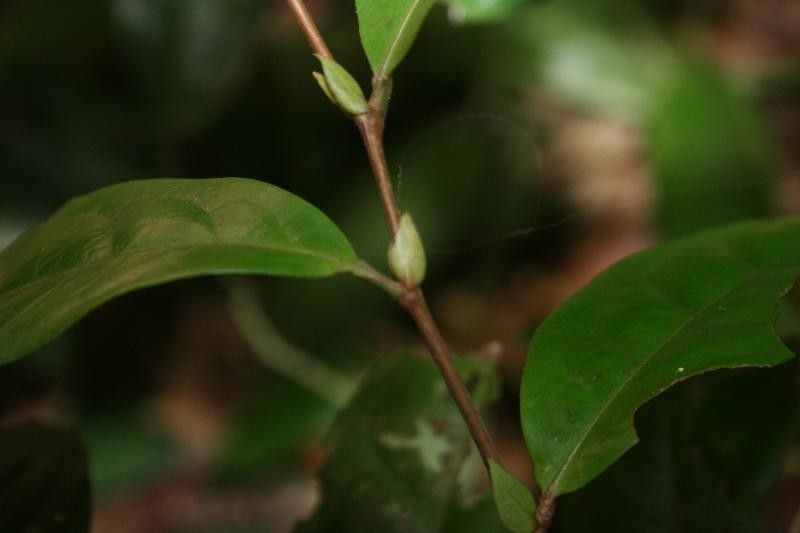 Licania latistipula habit
