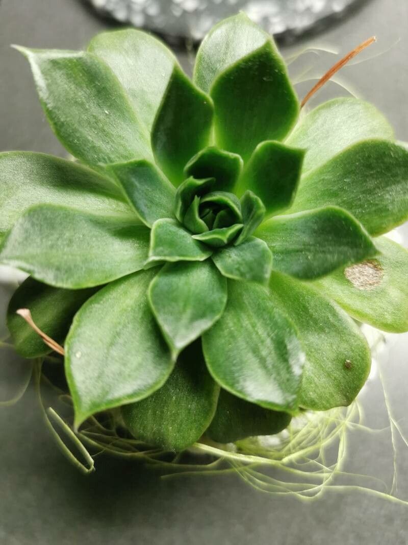 Echeveria spp. flower