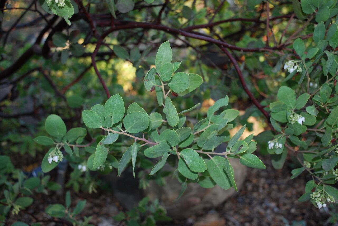 Arctostaphylos manzanita leaf