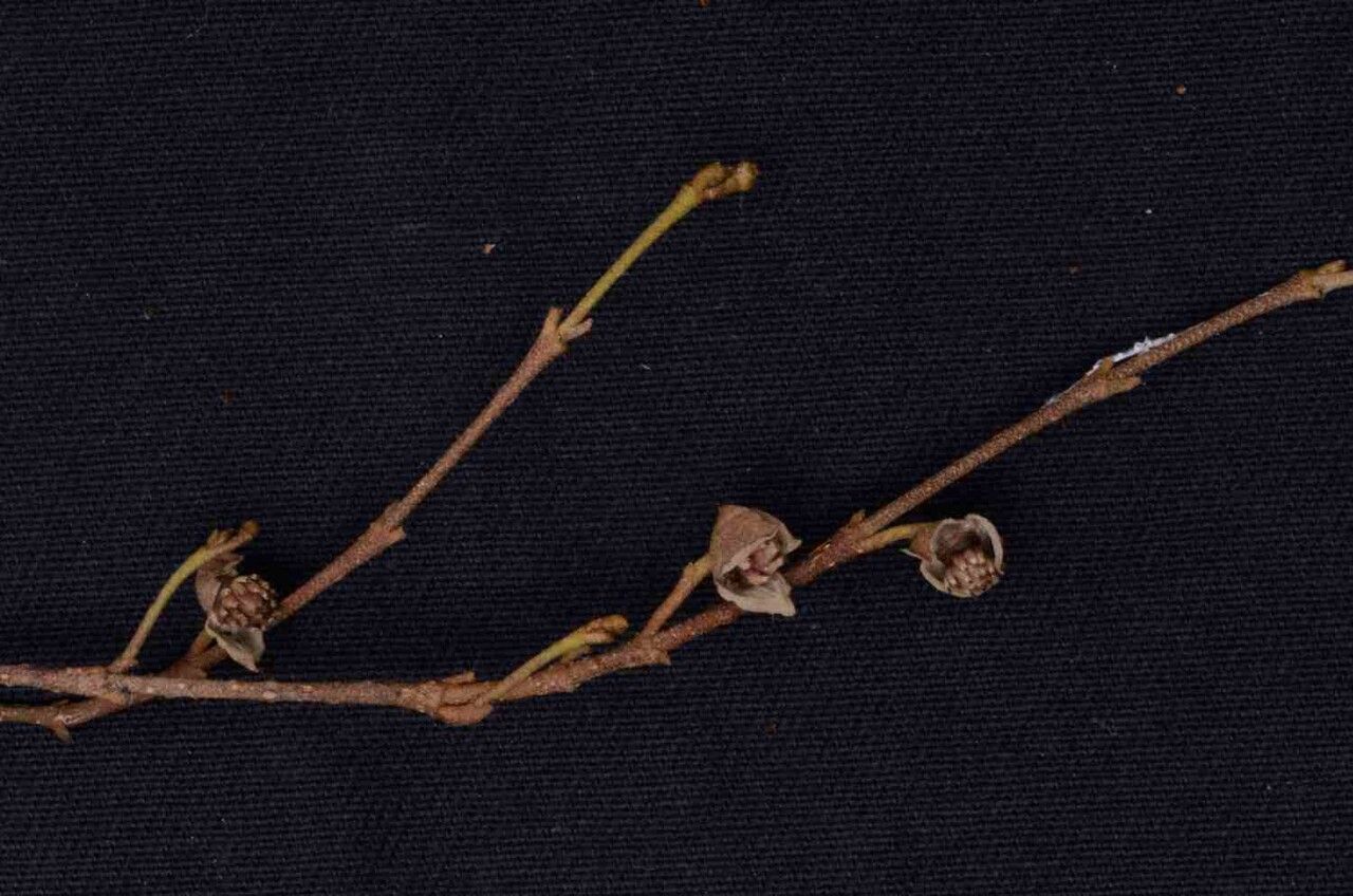 Duguetia sessilis flower