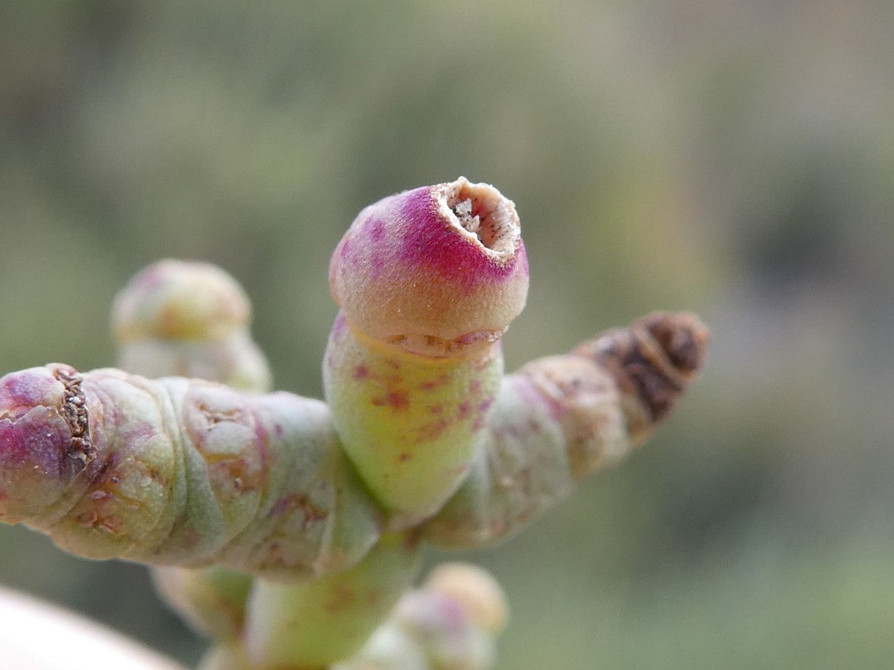 Salicornia perennans — houseplant care guide