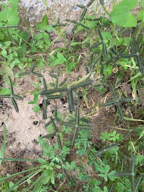 Dactyloctenium aegyptium flower
