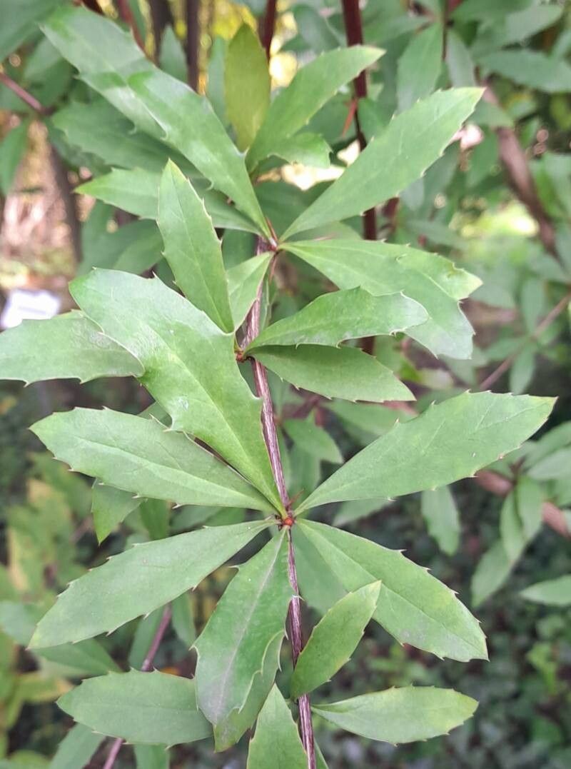 Berberis koehneana — houseplant care guide