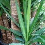 Yucca gigantea