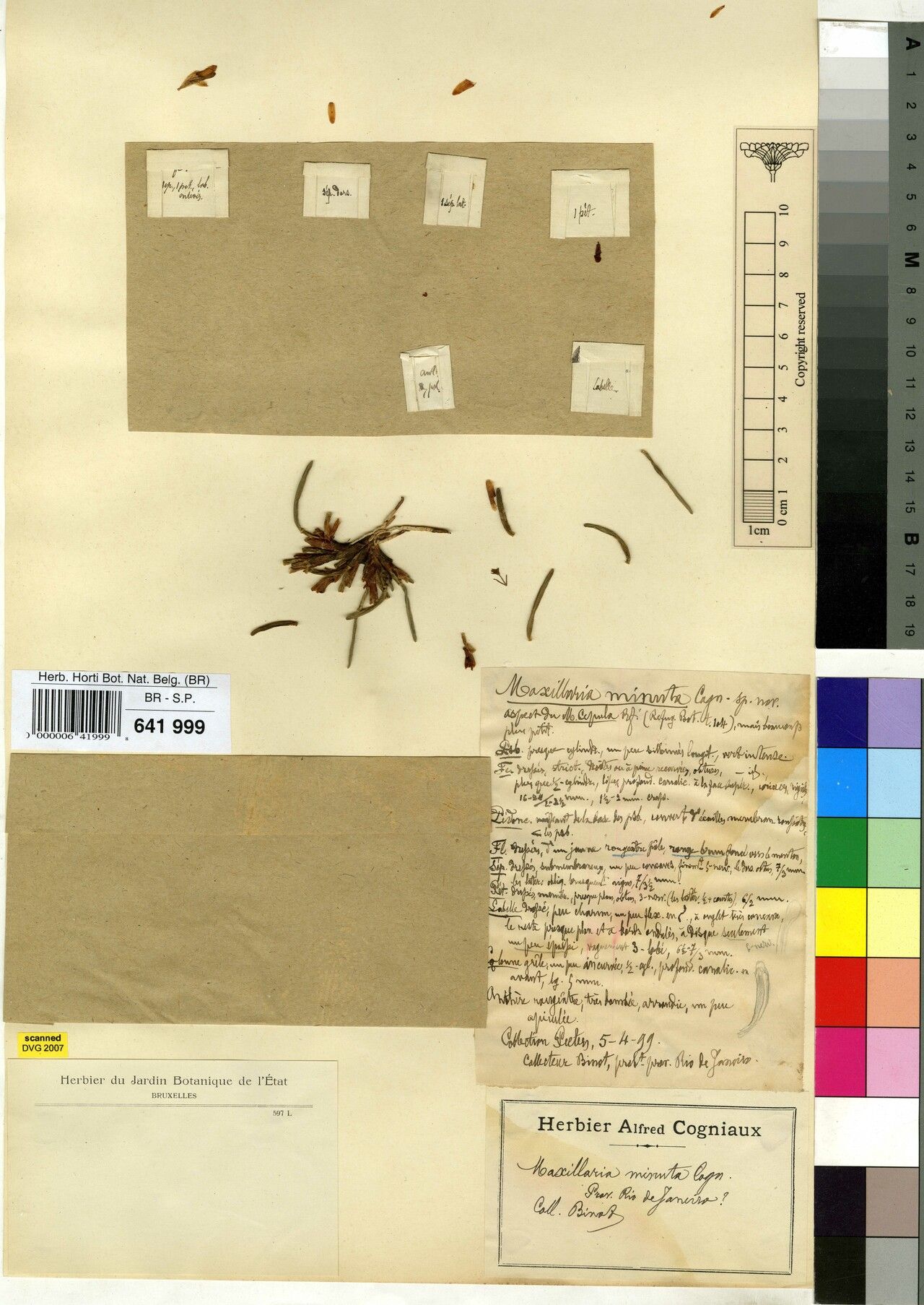 Maxillaria pumila — houseplant care guide