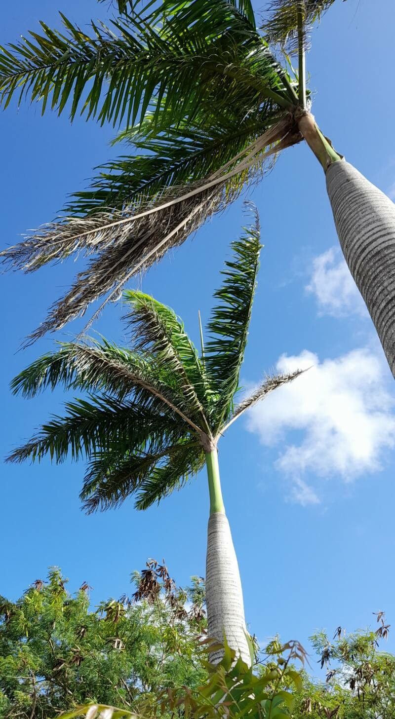 Roystonea borinquena habit