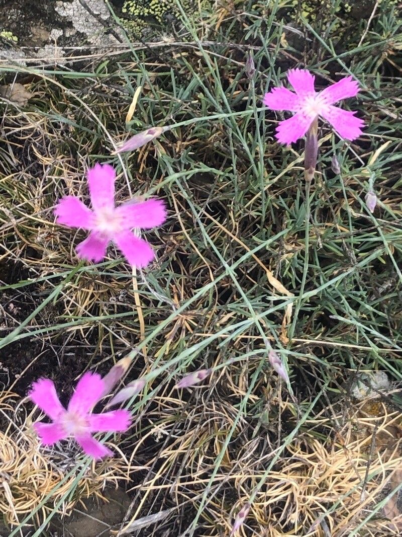 Dianthus lusitanus flower