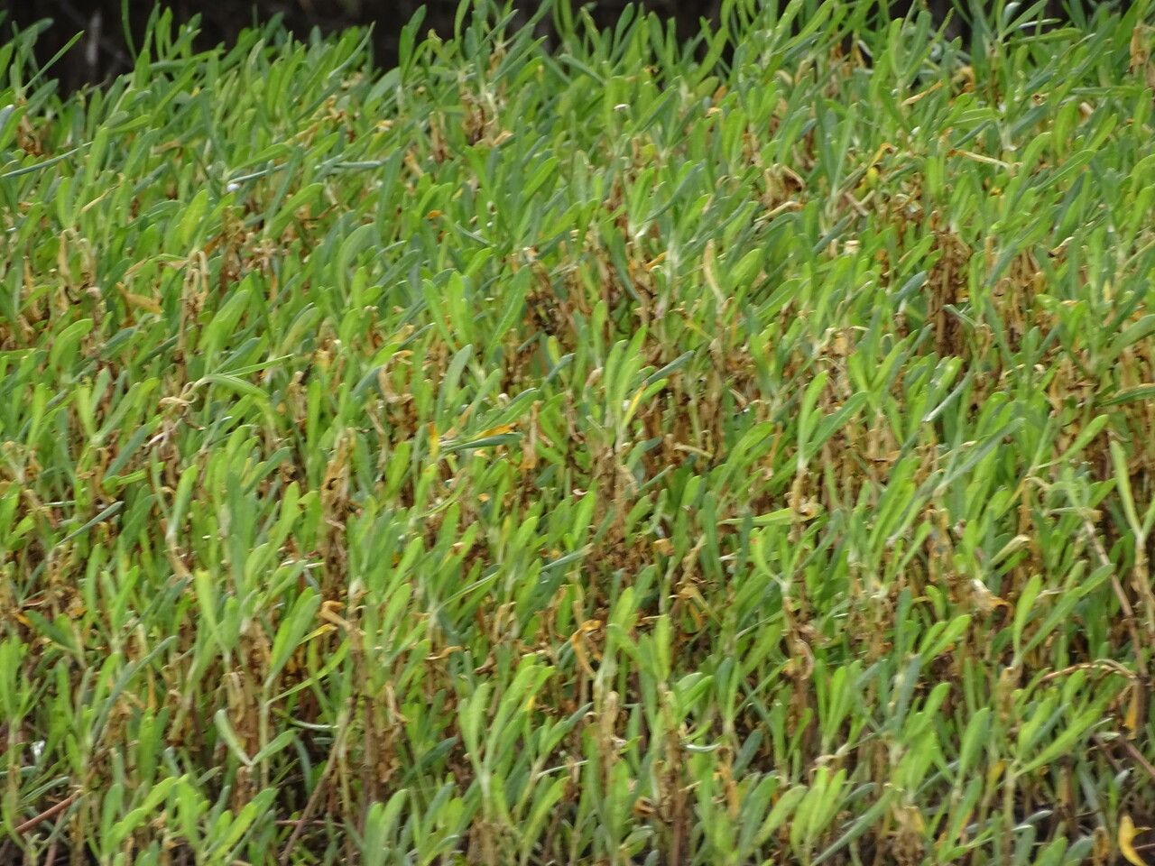 Blutaparon vermiculare leaf