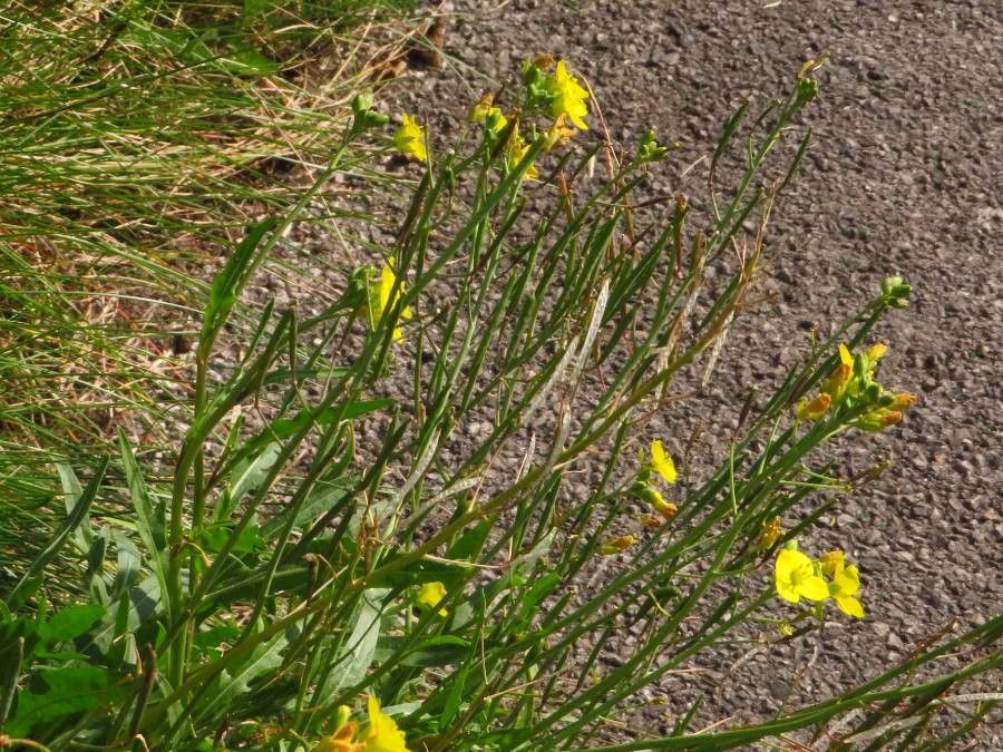 Diplotaxis tenuifolia leaf