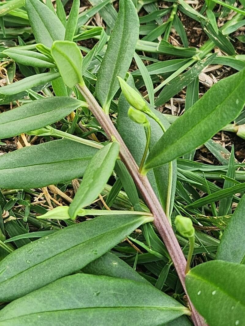 Talinum arnotii leaf