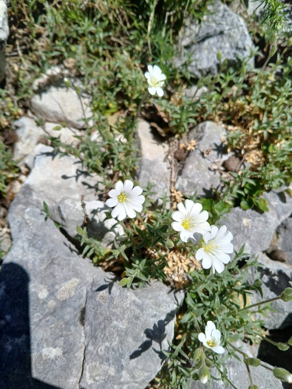 Cerastium supramontanum flower