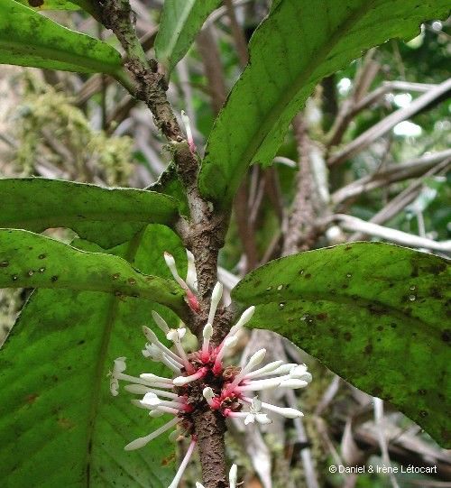 Ixora aoupinieensis bark