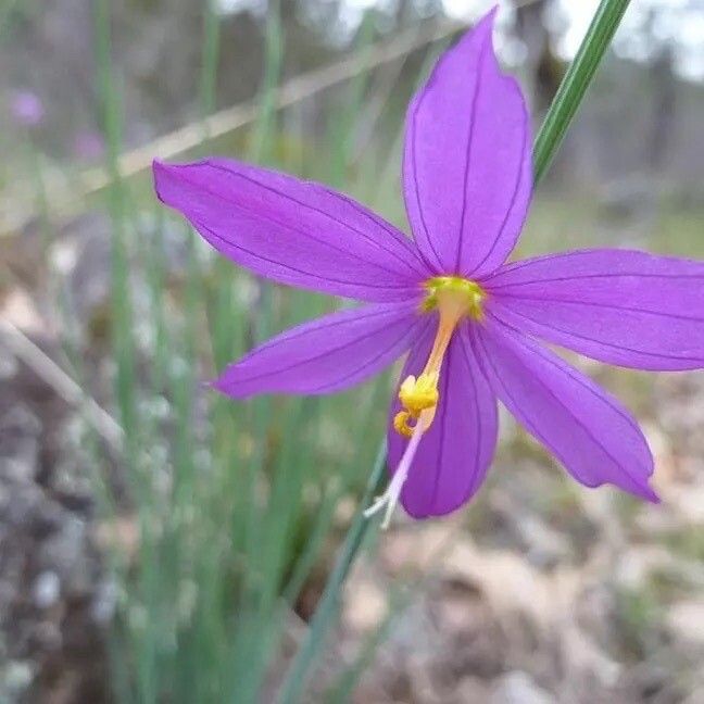 Olsynium douglasii flower