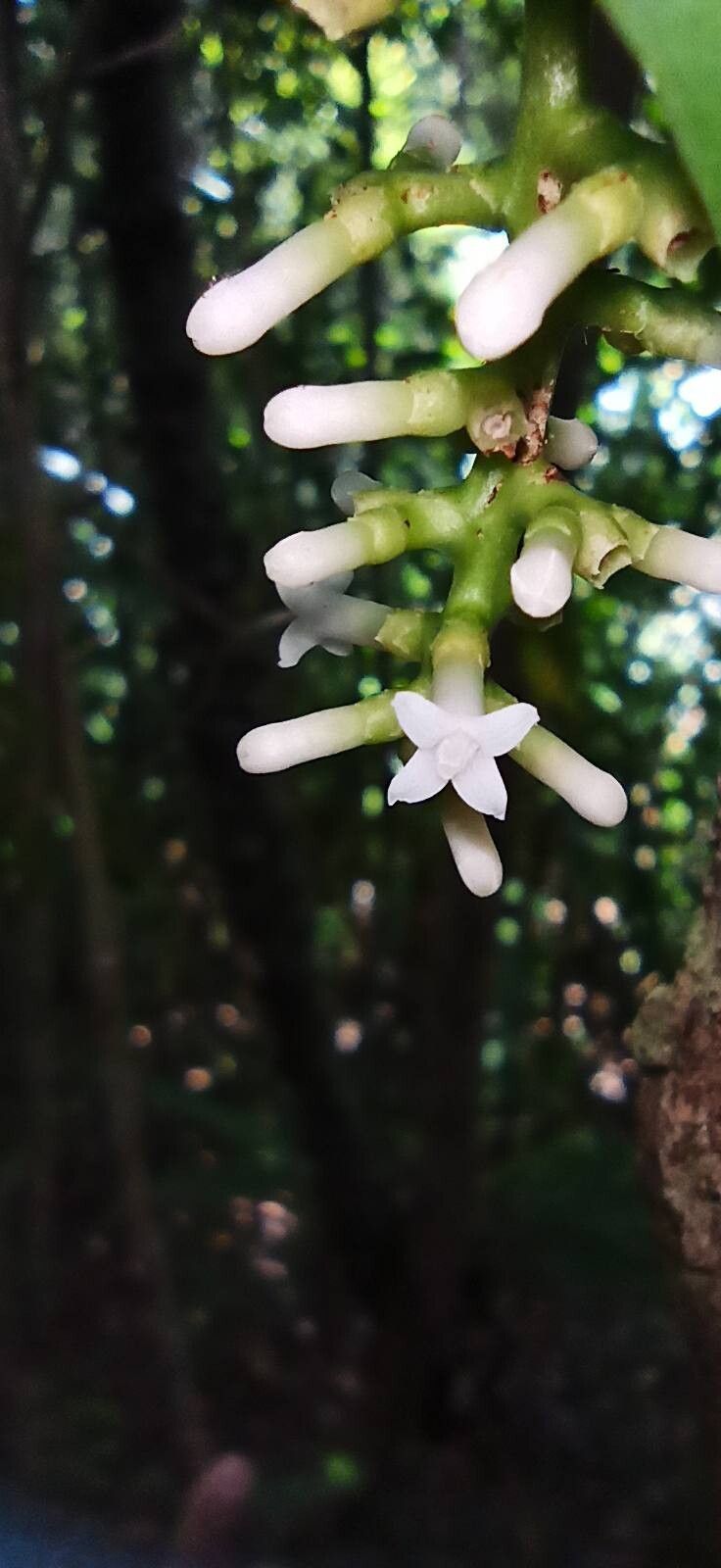 Gynochthodes glaucescens flower