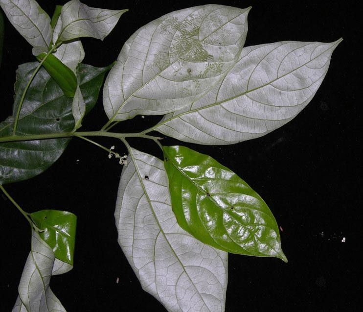 Nectandra hypoleuca other