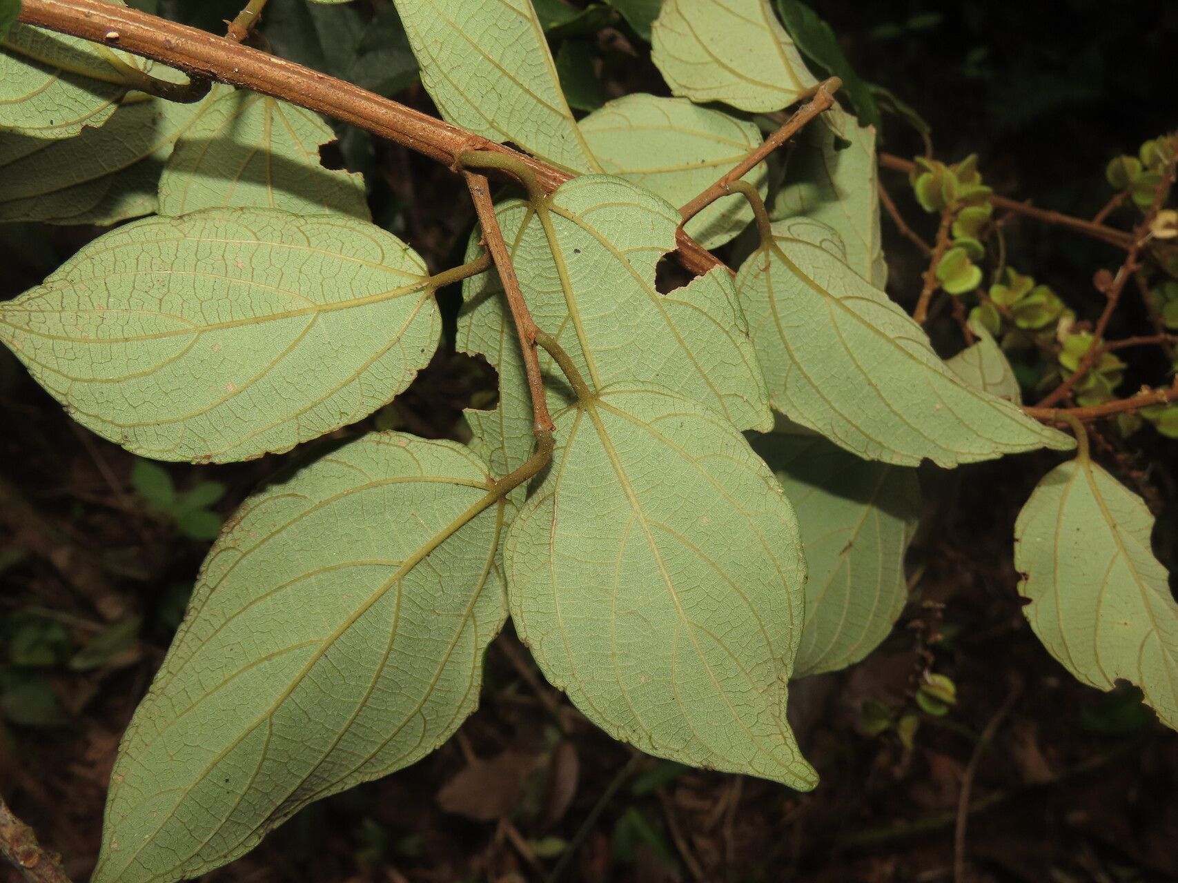 Gouania hypoglauca — search result for 'Gouania'