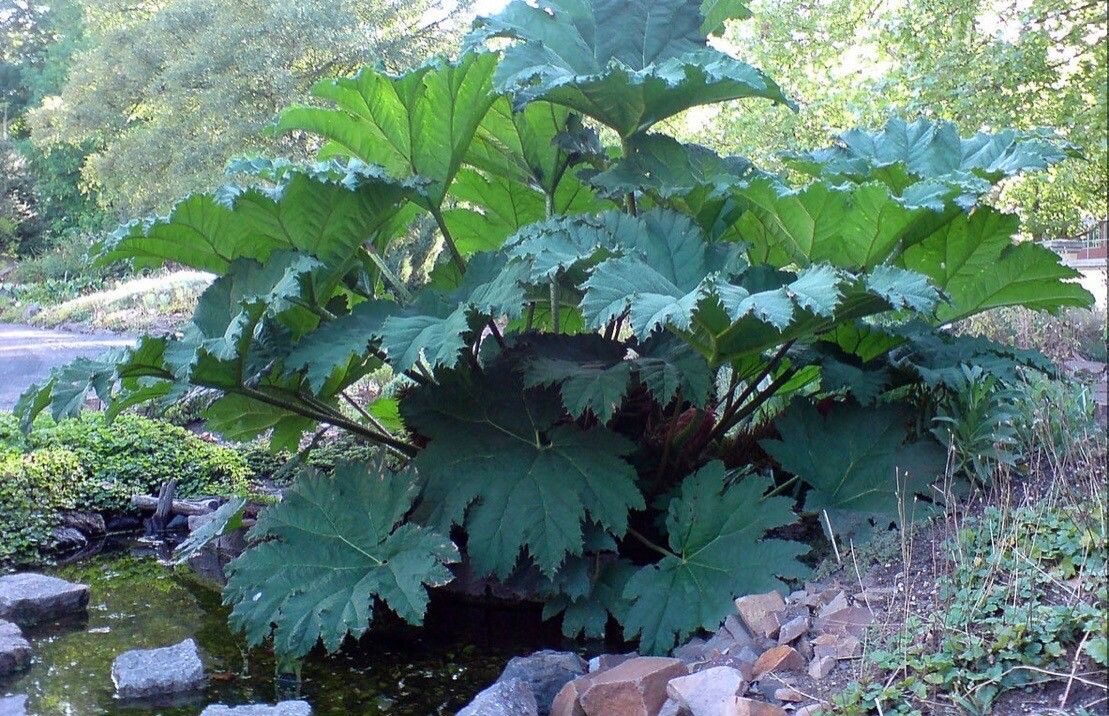 Gunnera manicata leaf