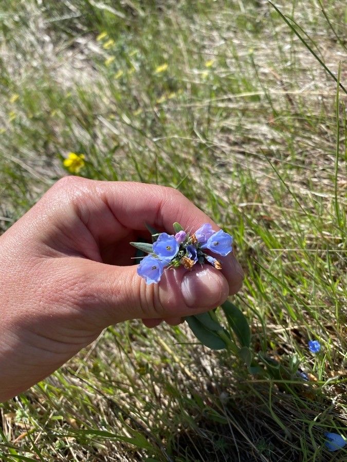 Mertensia lanceolata flower