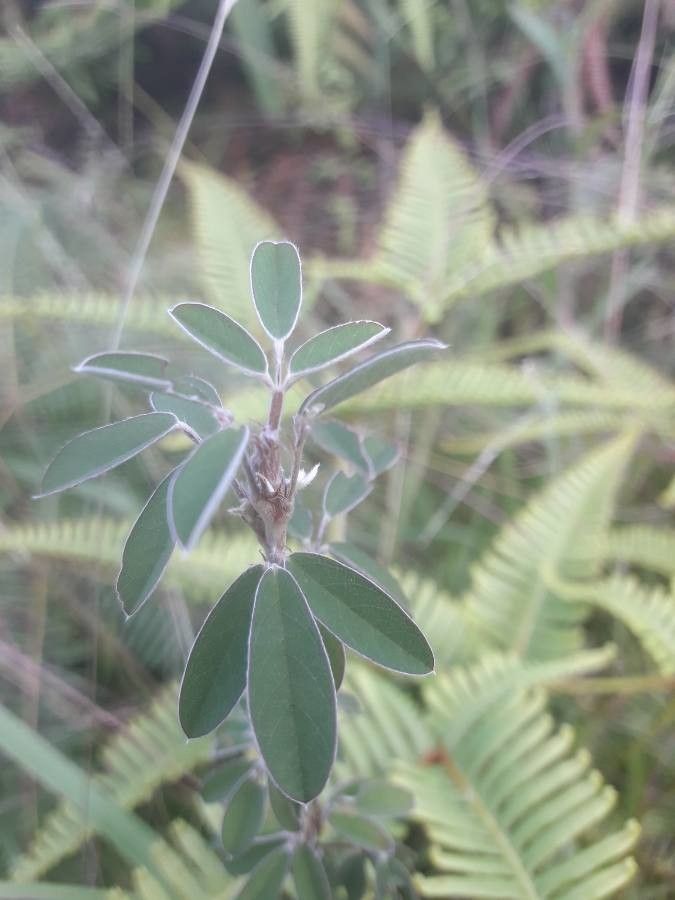 Desmodium barbatum