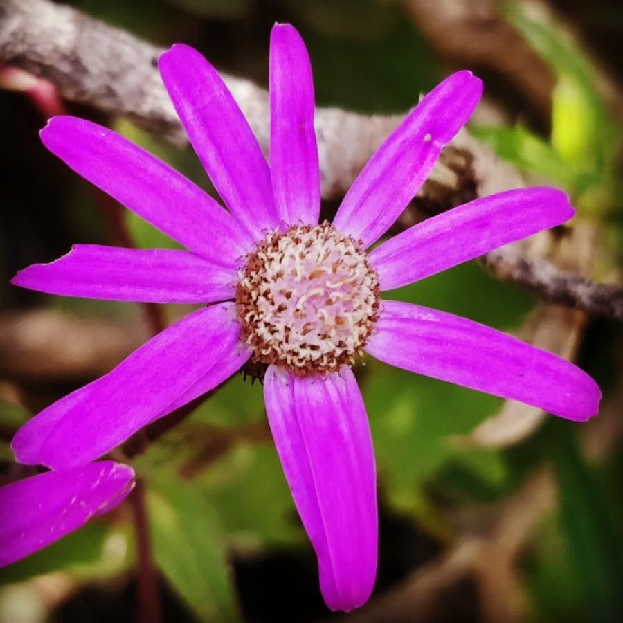 Pericallis echinata flower