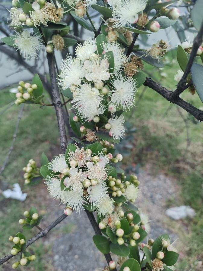 Myrcianthes rhopaloides flower