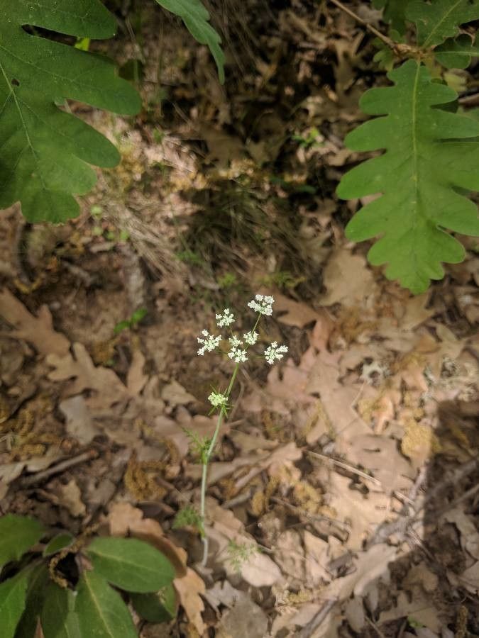 Conopodium pyrenaeum flower
