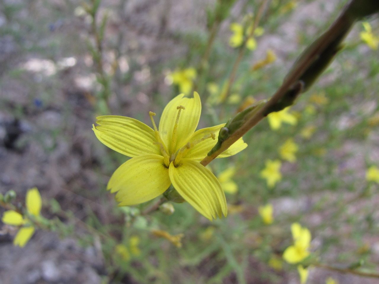 Lactuca ramosissima — houseplant care guide
