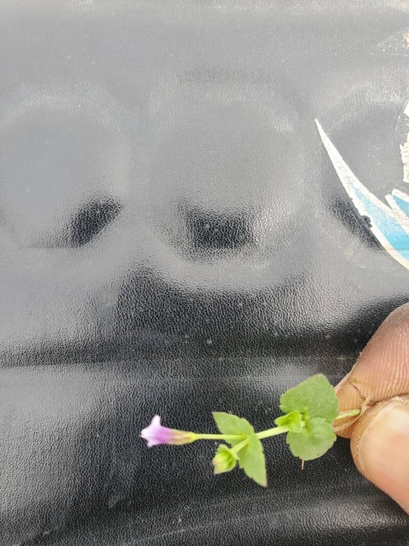 Craterostigma nummulariifolium flower