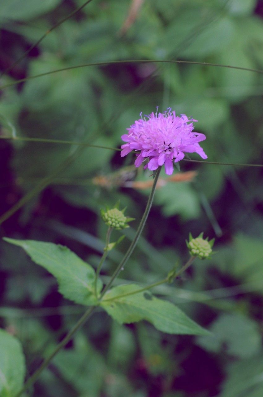 Knautia dipsacifolia flower