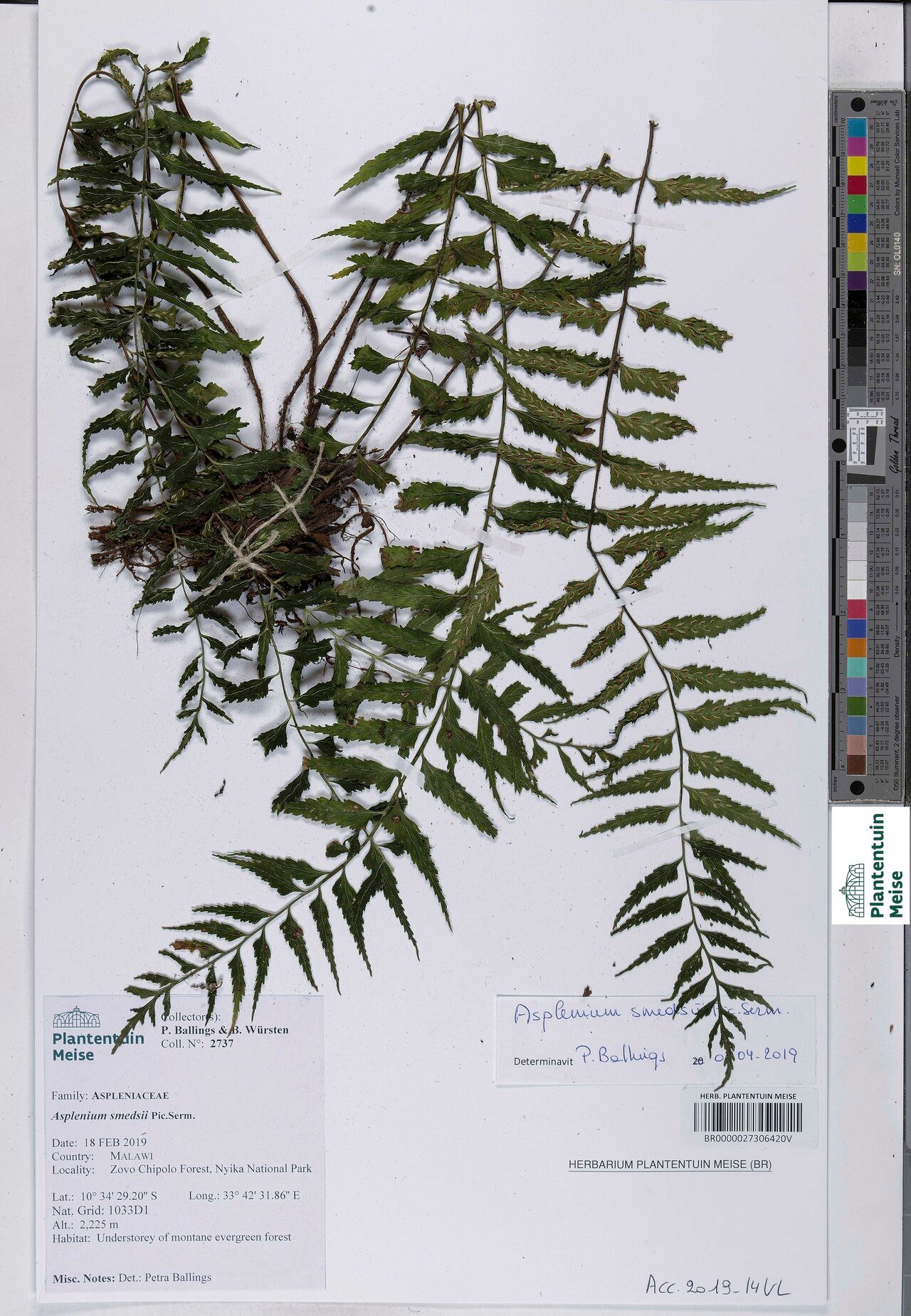 Asplenium smedsii — houseplant care guide