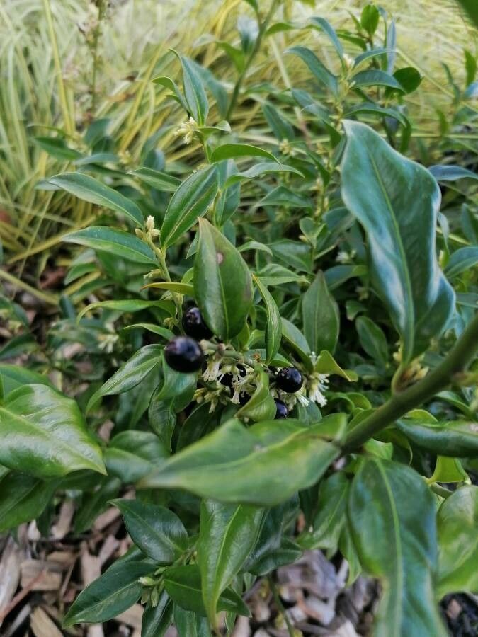Sarcococca pruniformis fruit