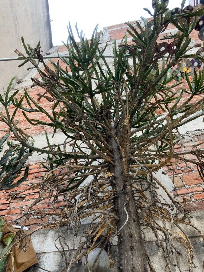 Euphorbia grandidens habit