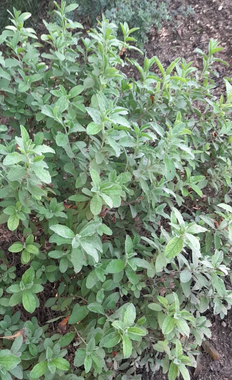 Cistus × canescens habit