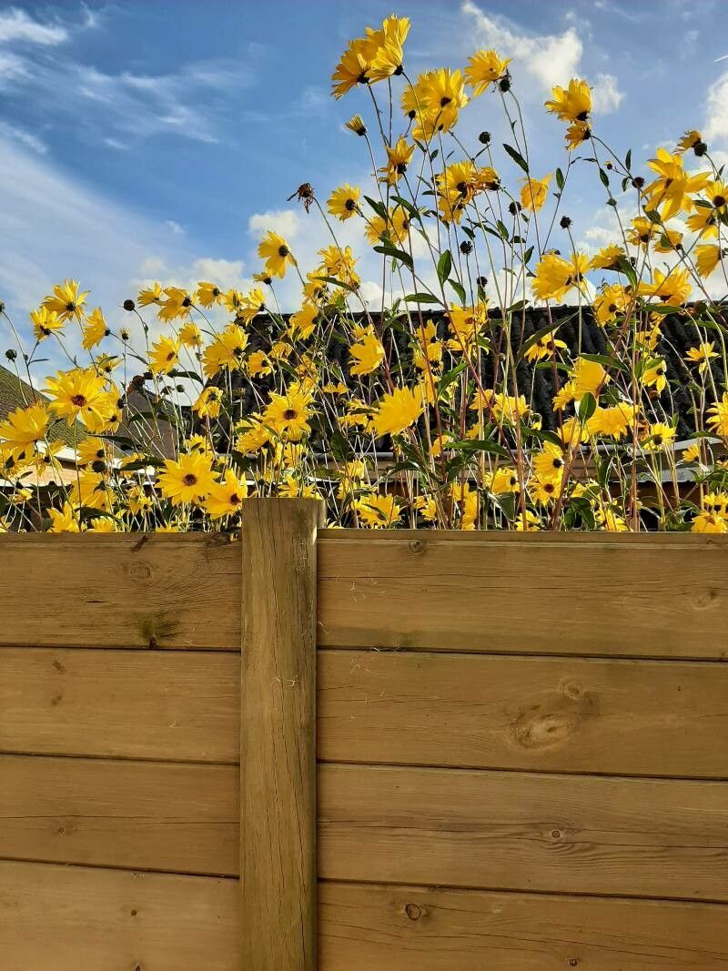 Helianthus x multiflorus — houseplant care guide