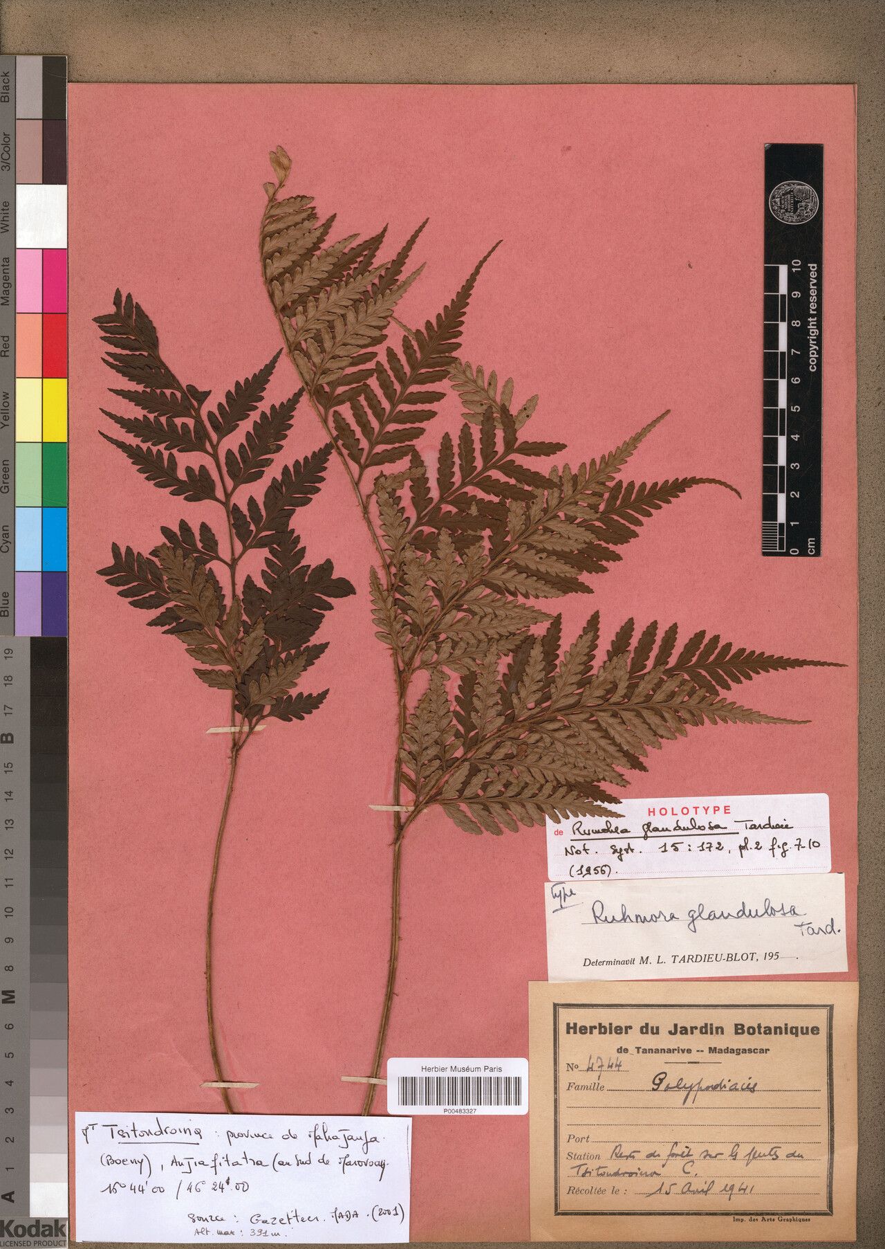 Rumohra glandulosa — related species from the same genus